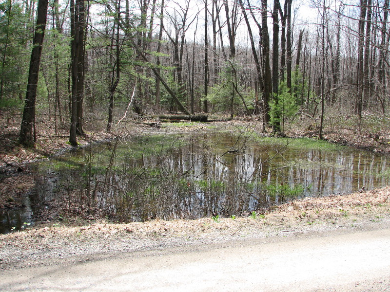 This pool receives run-off directly from a nearby dirt road. This pool receives run-off directly from a nearby dirt road. Credit: Betsy Leppo
